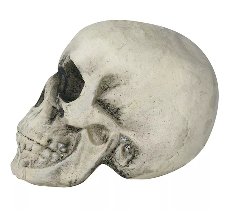 Translation missing: fr.Calavera Amarillenta 17 cm