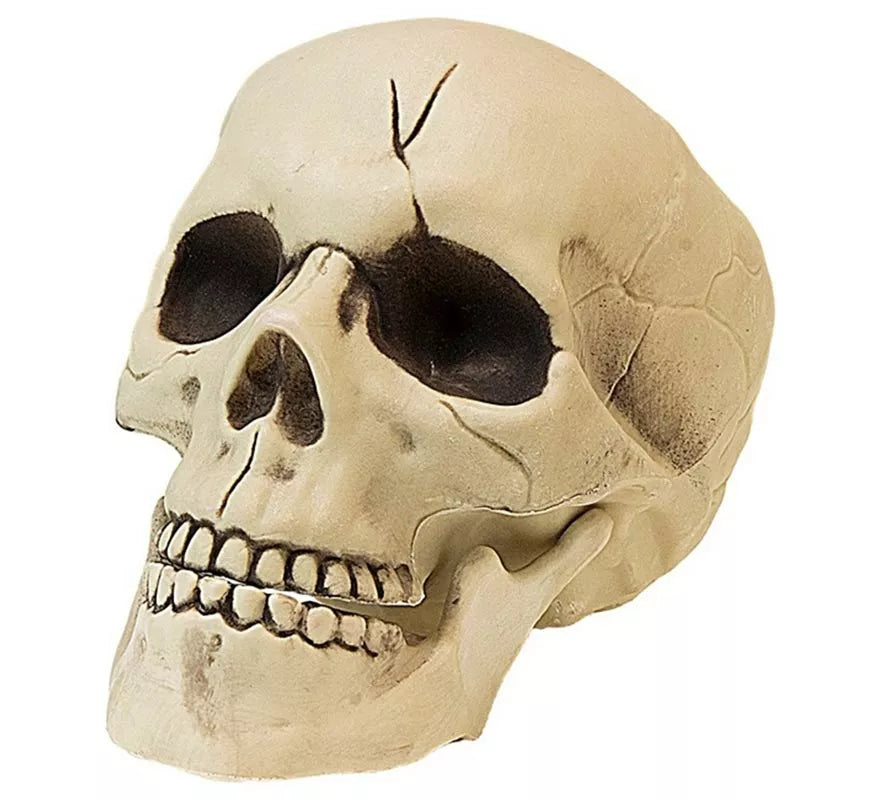 Translation missing: fr.Calavera con Mandíbula y Movimiento de Plástico de 21 cm