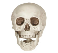 crâne de 20 cm