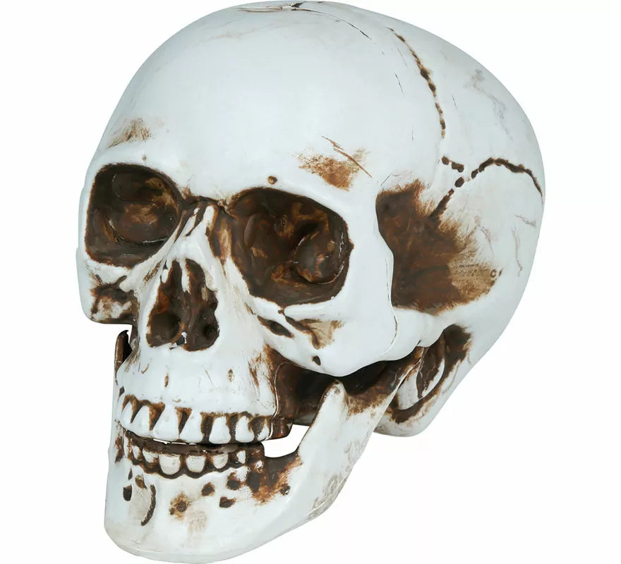 Translation missing: fr.Calavera de 22 cm