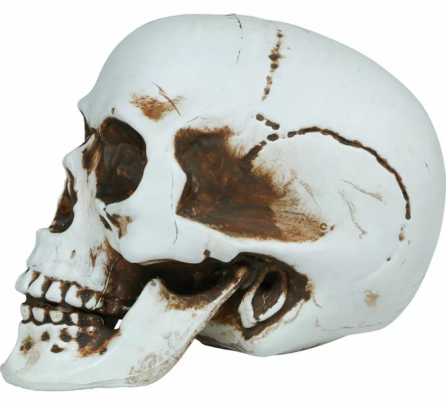 Translation missing: fr.Calavera de 22 cm