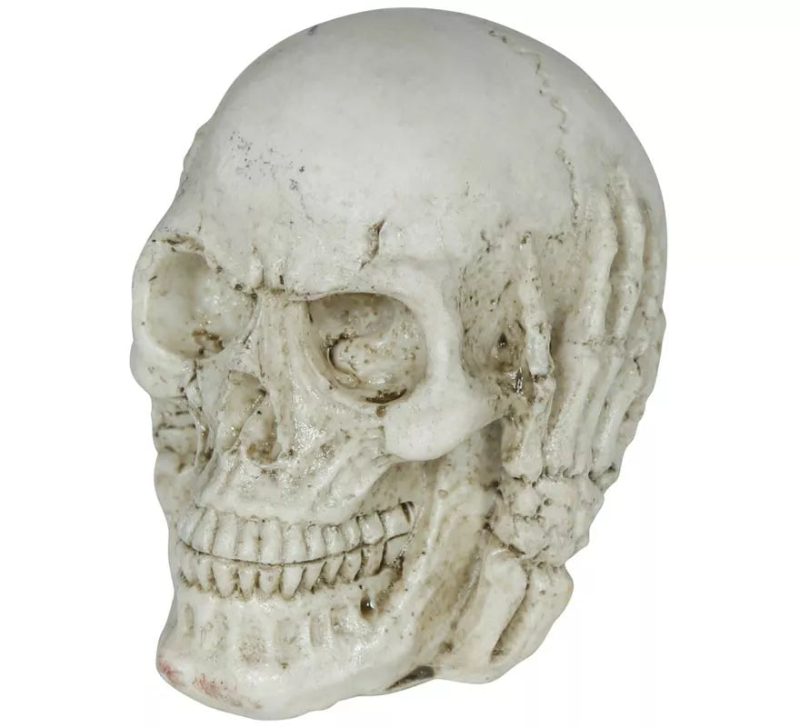 Translation missing: fr.Calavera de Resina de 6 cm