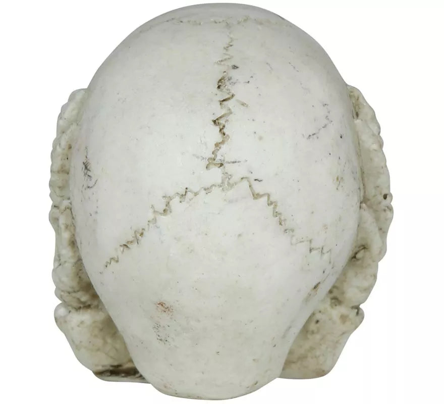 Translation missing: fr.Calavera de Resina de 6 cm