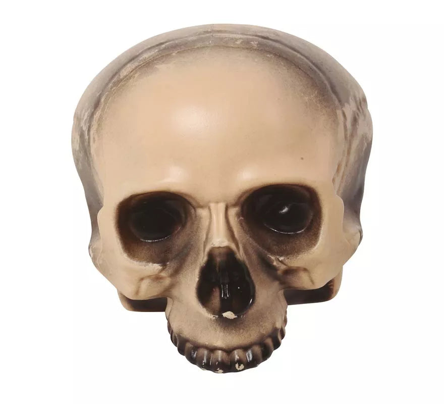 Translation missing: fr.Calavera sin Mentón 20 cm