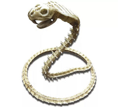 Squelette de Cobra de 50 cm
