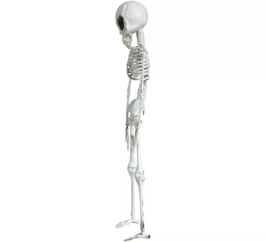Colgante Esqueleto Alienígena 42 cm