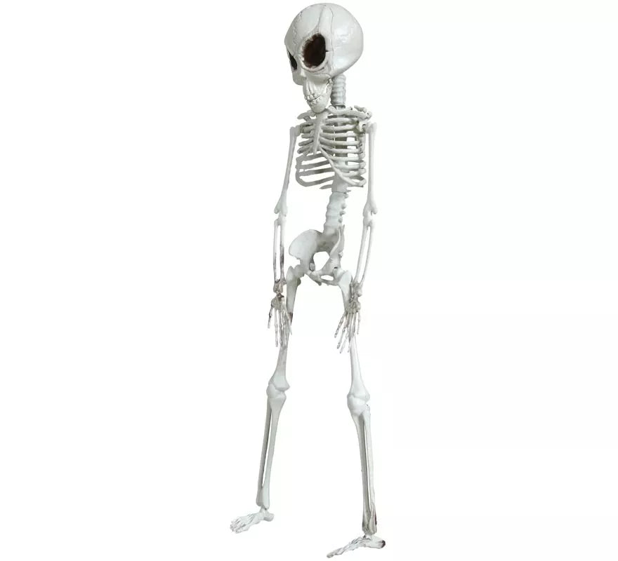 Colgante Esqueleto Alienígena 42 cm