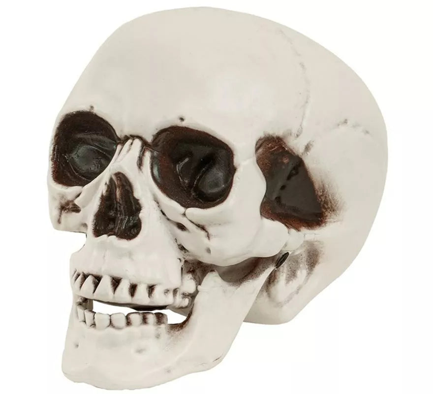 Translation missing: fr.Cráneo o Calavera con Mandíbula Móvil de 12 cm