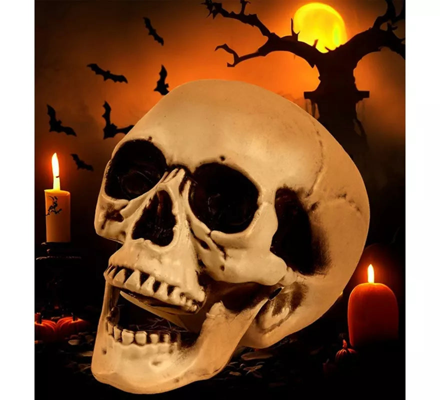 Translation missing: fr.Cráneo o Calavera con Mandíbula Móvil de 28 cm