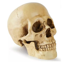 Crâne ou Calavera pour décoration 17x13x19 cm