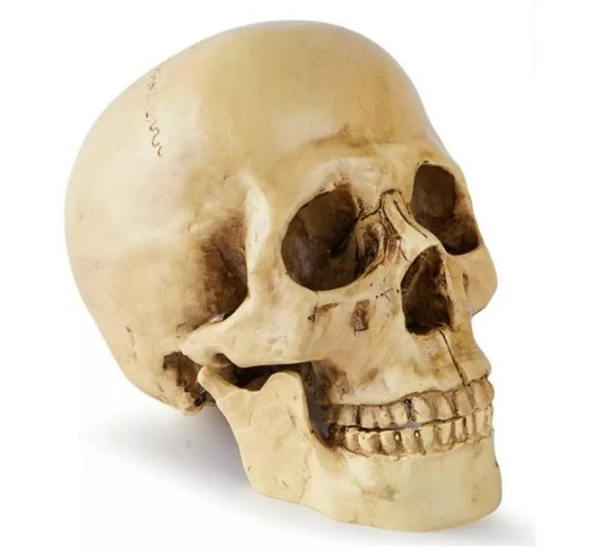 Translation missing: fr.Cráneo o Calavera para decoración de 17x13x19 cm