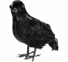 Corbeau noir avec des plumes