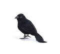 Cuervo plumas largas negro de 14 cm