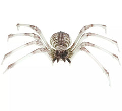 Squelette d'araignée 85x35 cm