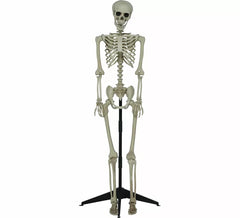 Squelette articulé de 155 cm