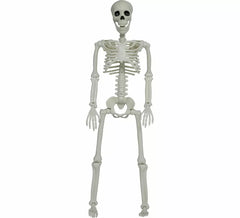Squelette articulé de 90 cm
