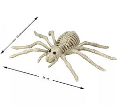 Squelette araignée tarentule 24x12 cm