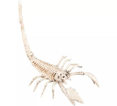 Squelette de Scorpion 13x30 cm