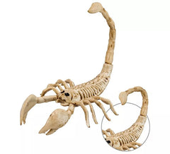 Squelette de scorpion 30 cm