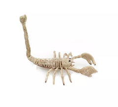Squelette de scorpion beige