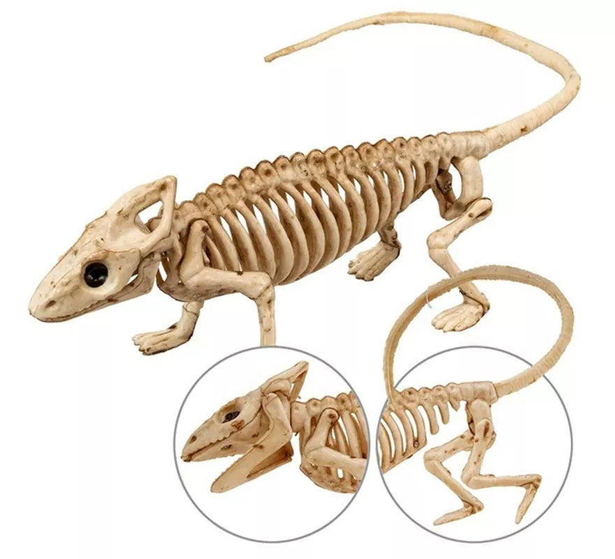 Translation missing: fr.Esqueleto de Iguana 43 cm
