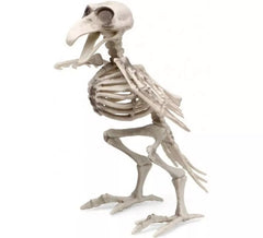 Squelette d'oiseau 19x12 cm
