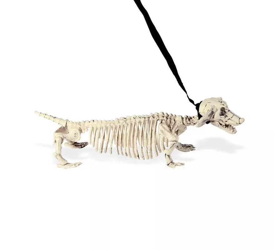 Translation missing: fr.Esqueleto de Perro Salchicha con Correa de 55 cm