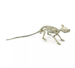 Squelette de rat longue queue 36 cm