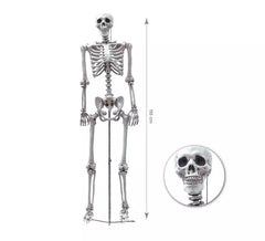 Squelette Humain Complet de 155 cm