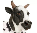 Máscara de Cabeza de Vaca Lechera